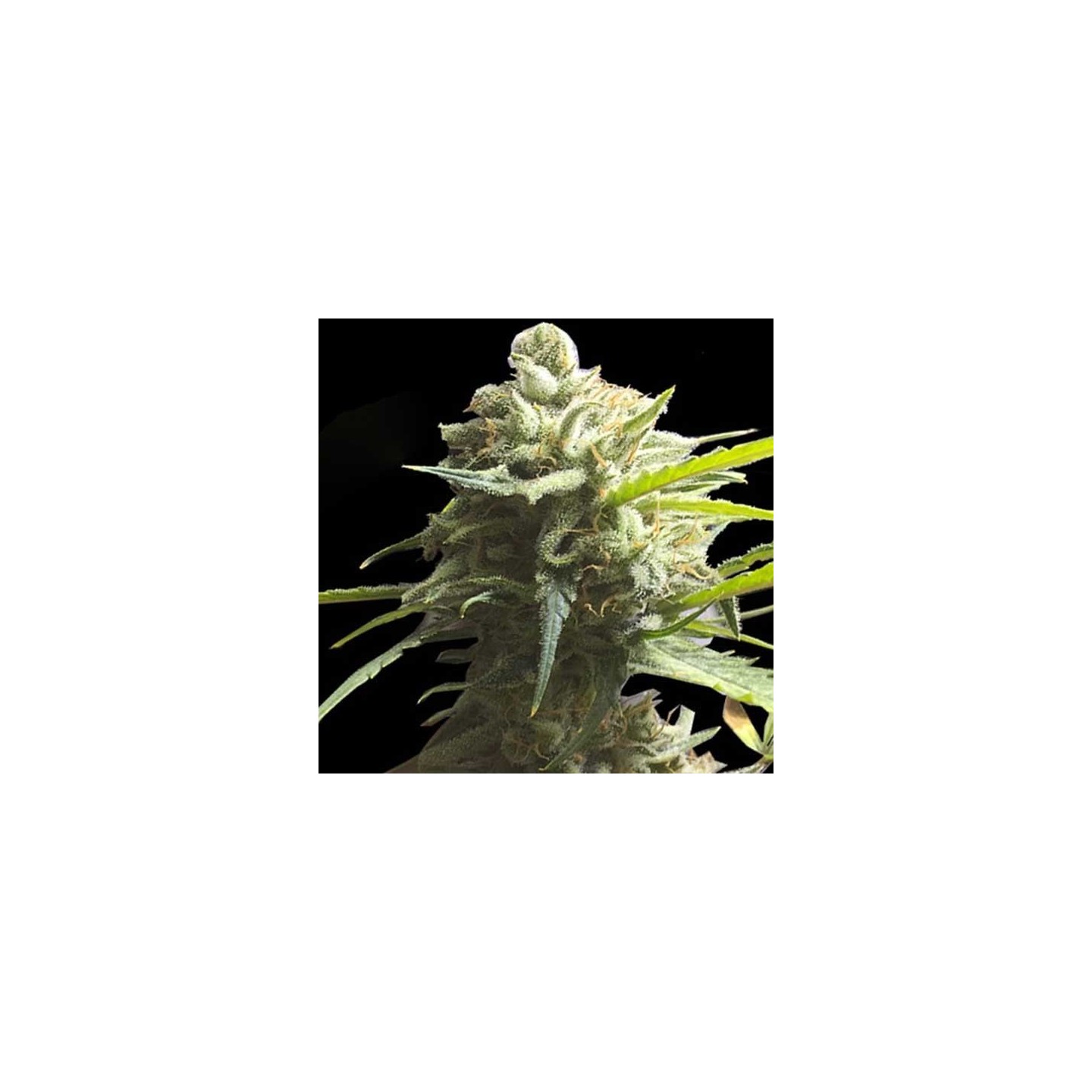Lemon Aid CBD Feminizada de Original Sensible