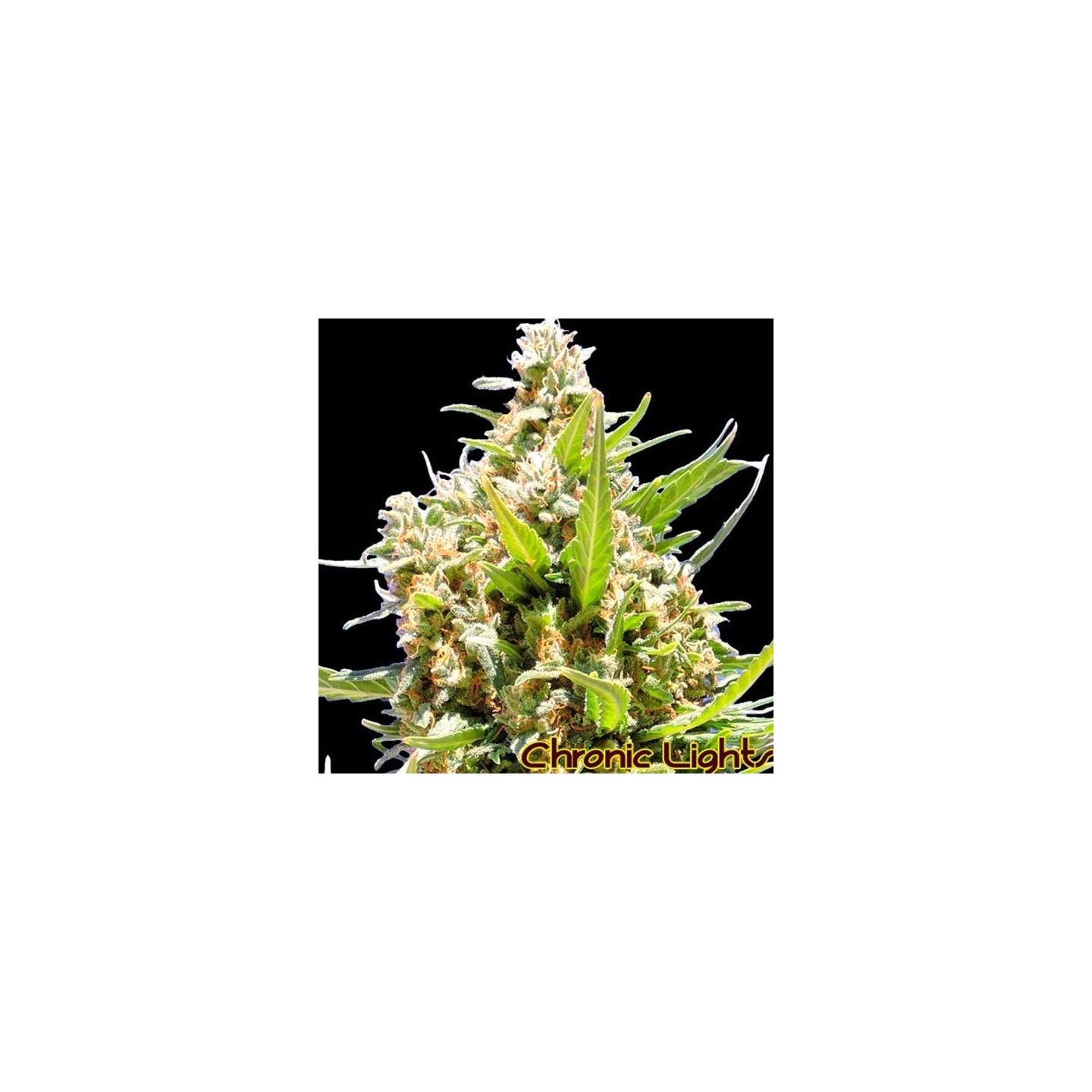 Chronic Lights Feminizada de Original Sensible