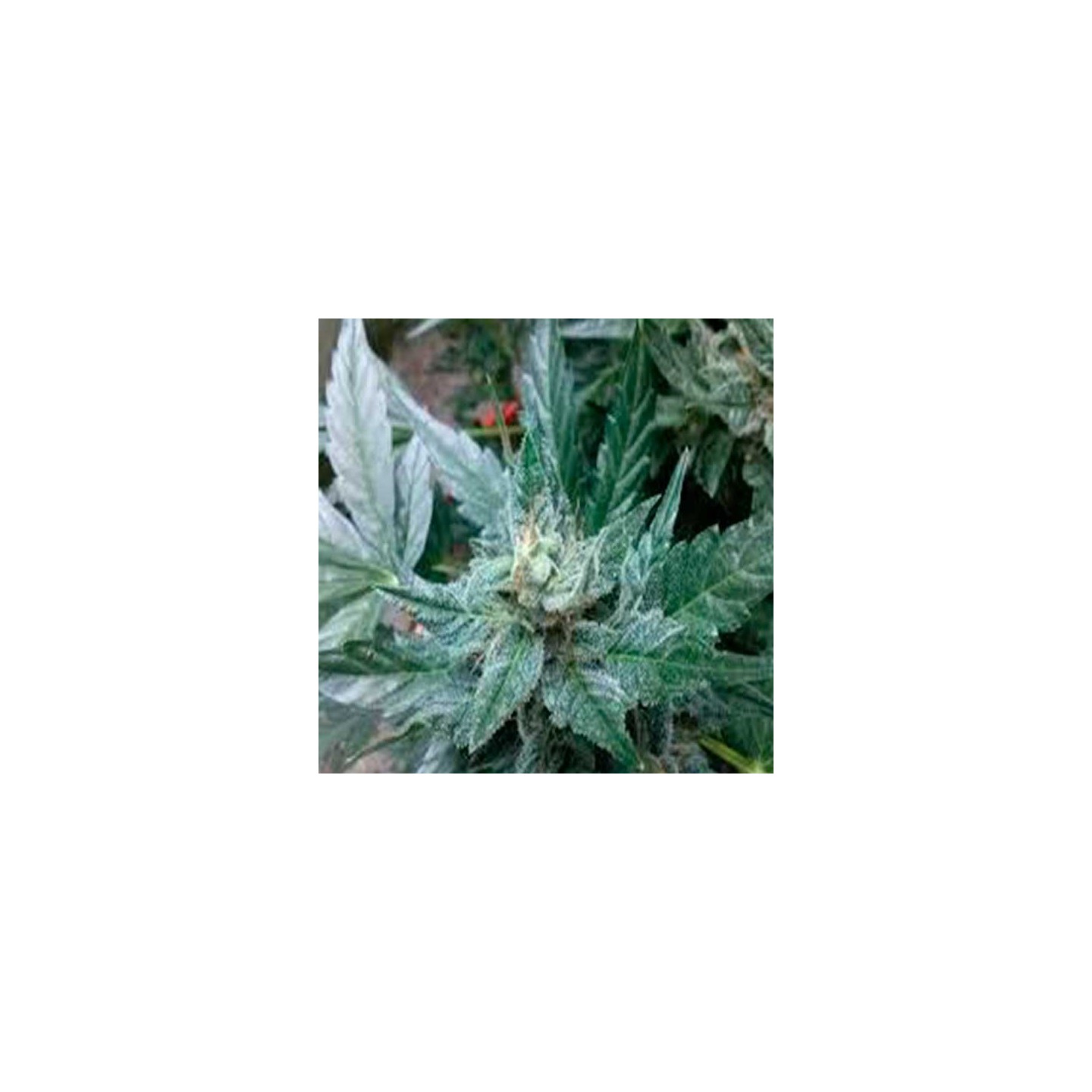 Critical Diesel Autofloreciente Feminizada de Original Sensible