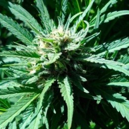 Pineapple Slick Feminizada de Original Sensible