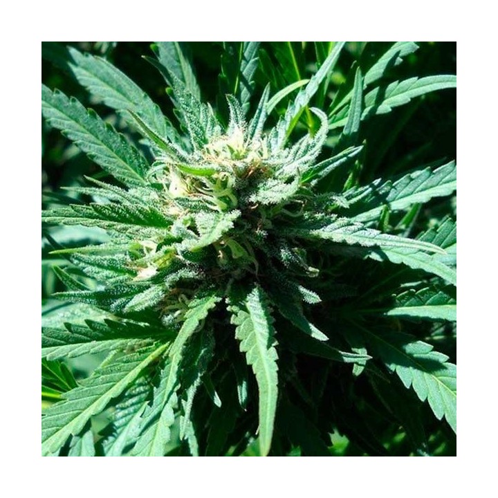 Pineapple Slick Feminizada de Original Sensible