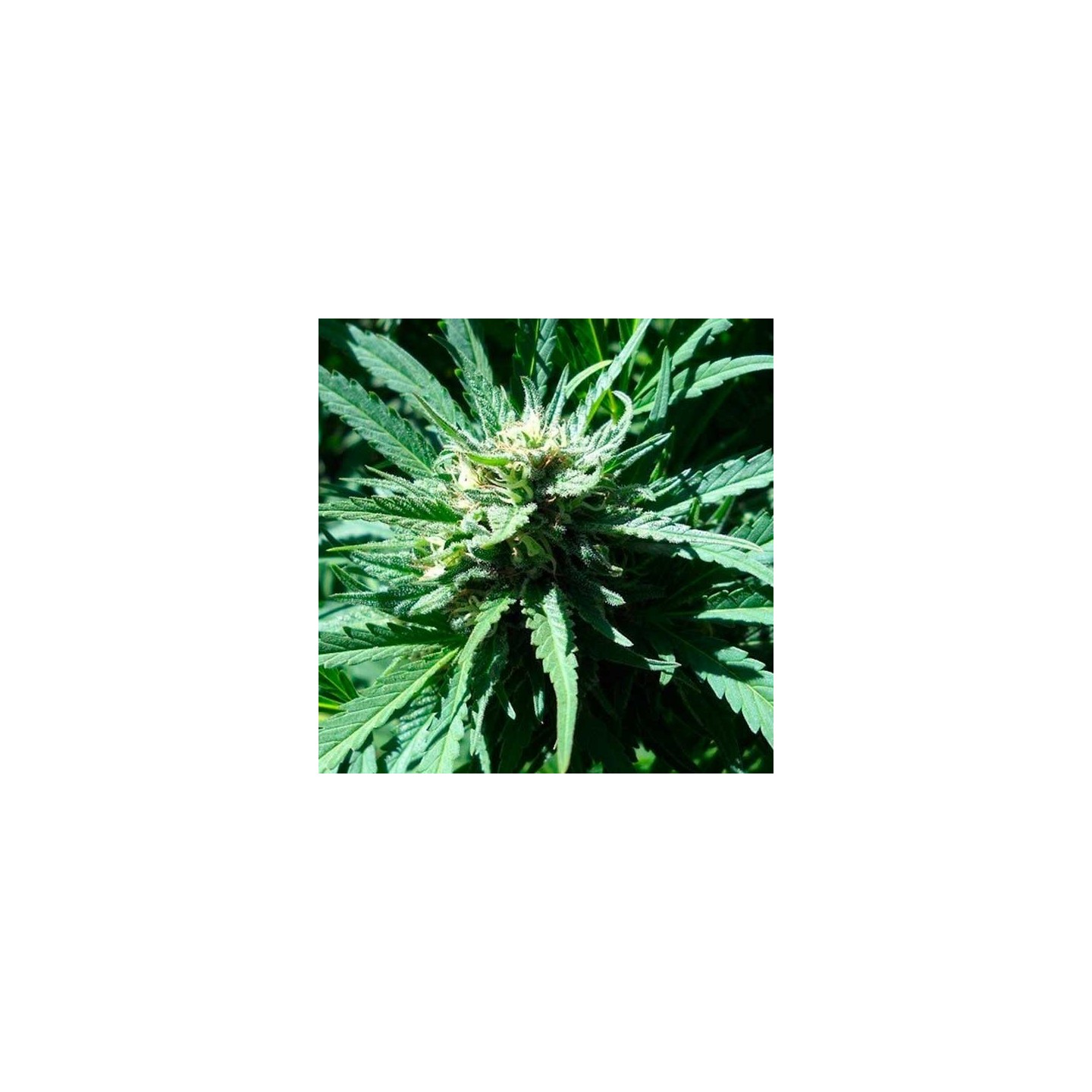 Pineapple Slick Feminizada de Original Sensible