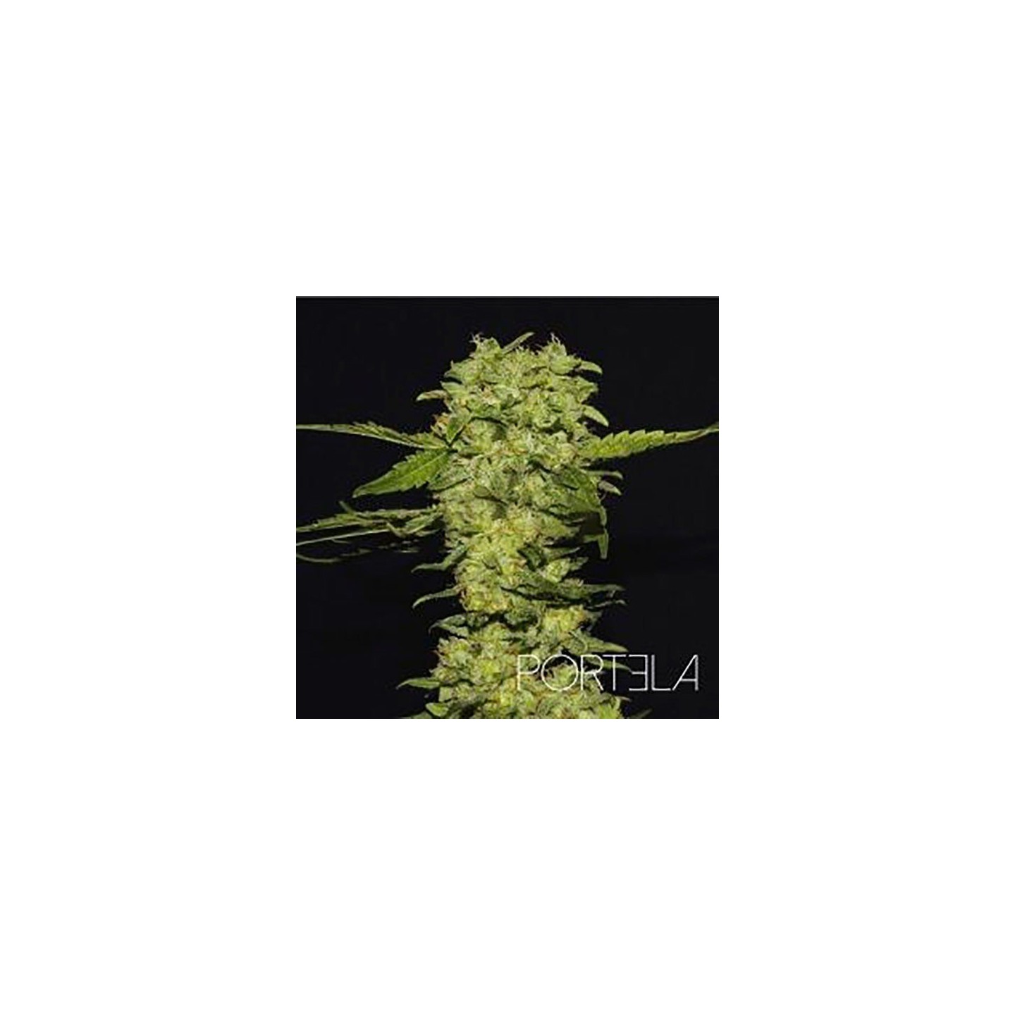 Portela Feminizada de R-Kiem Seeds