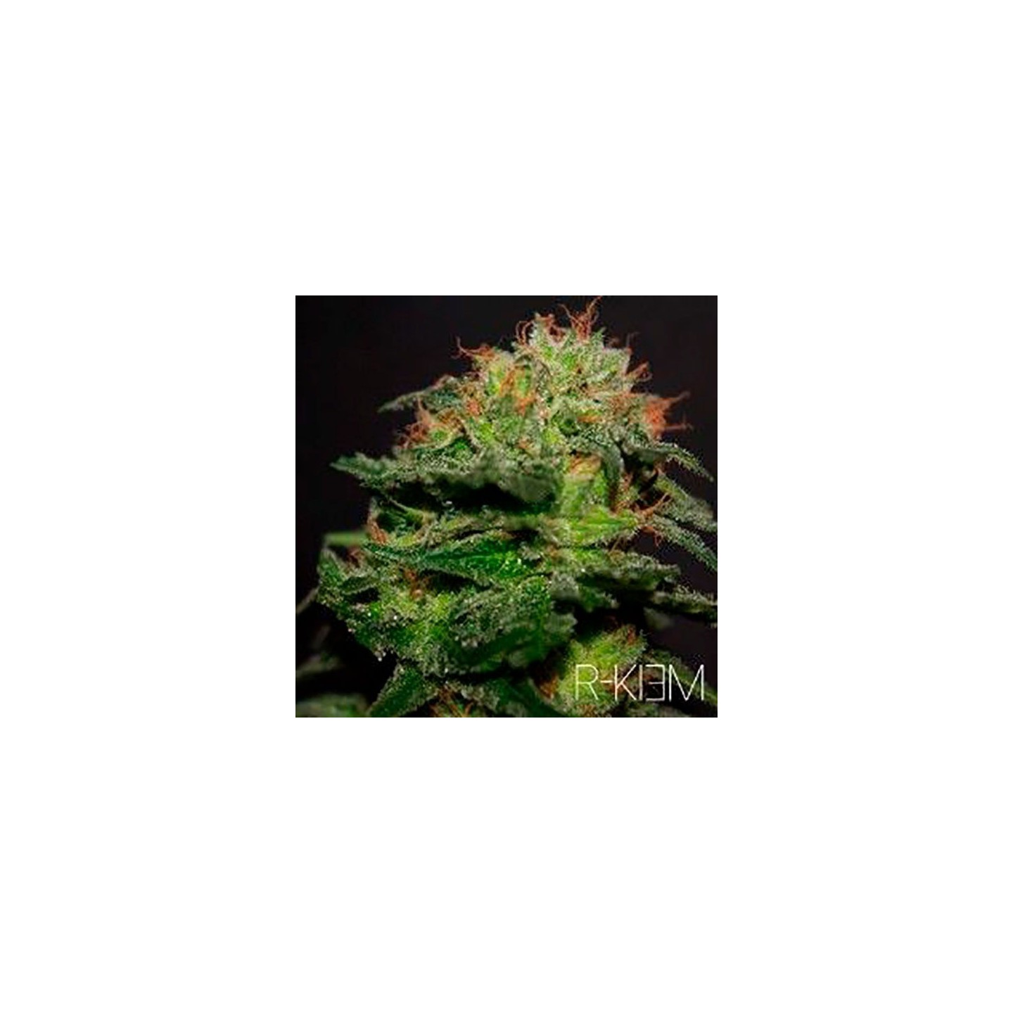 R-Kiem Regular de R-Kiem Seeds