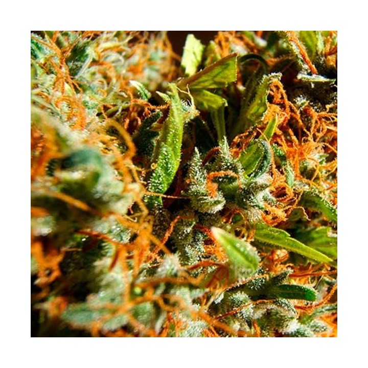 Californian Orange Feminizada de Dutch Passion