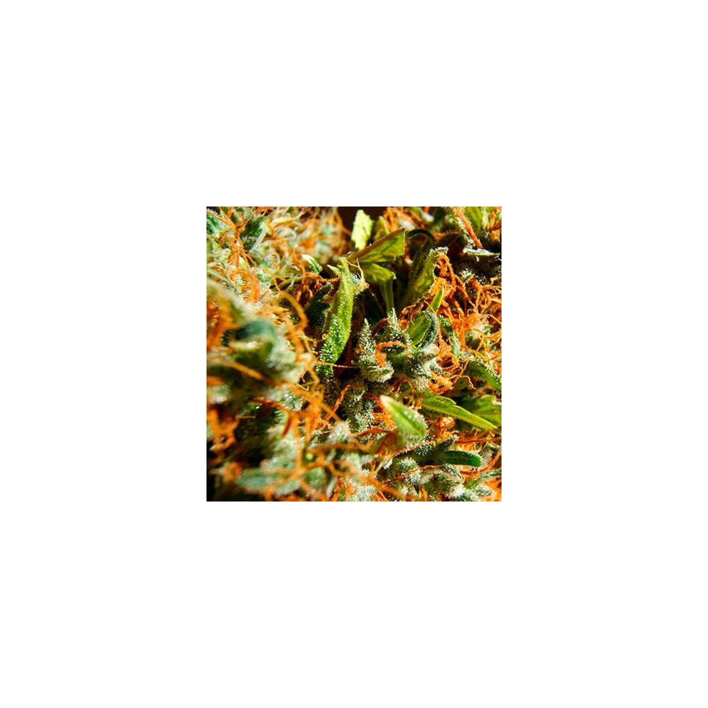 Californian Orange Feminizada de Dutch Passion