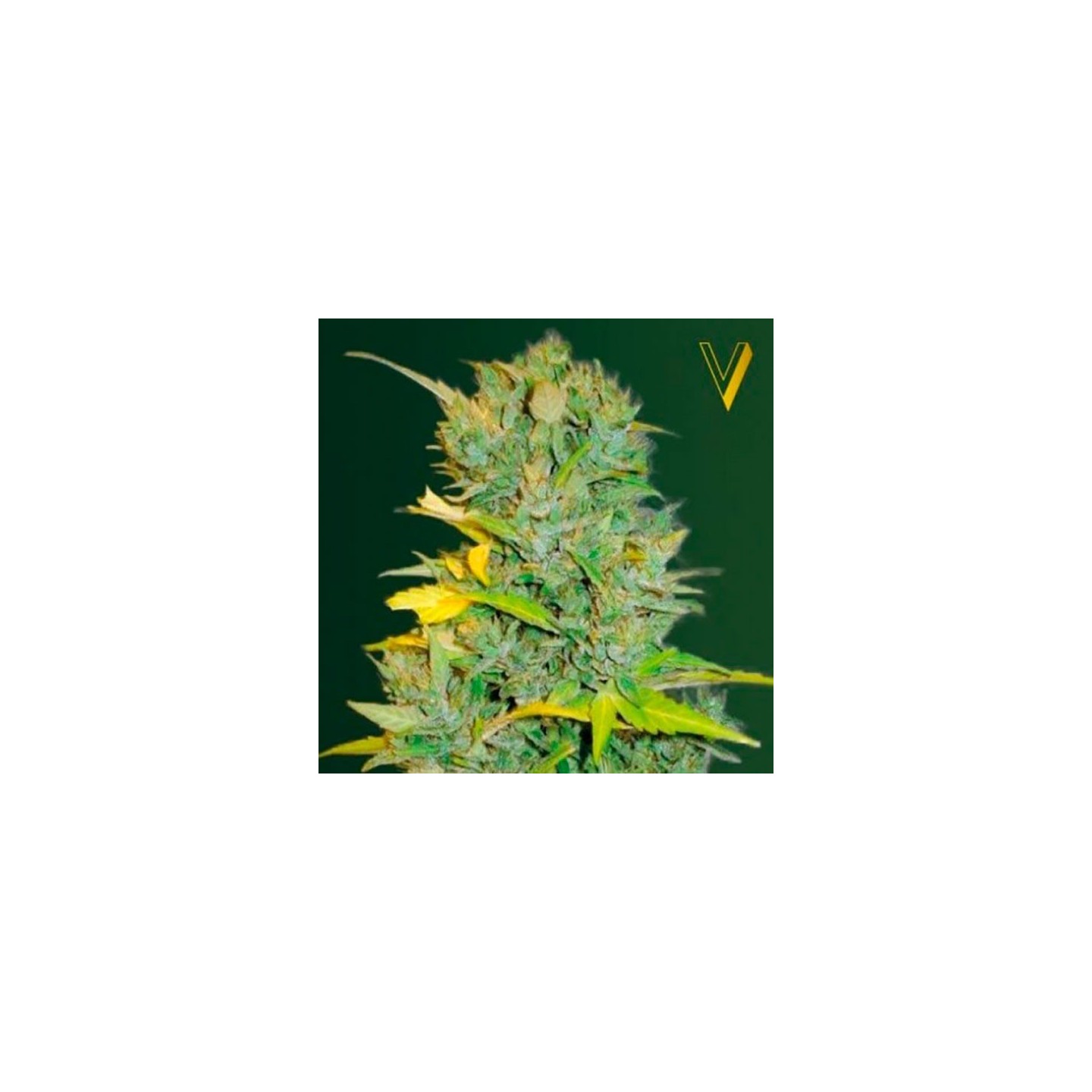 Biggest Bud Autofloreciente Feminizada de Victory Seeds