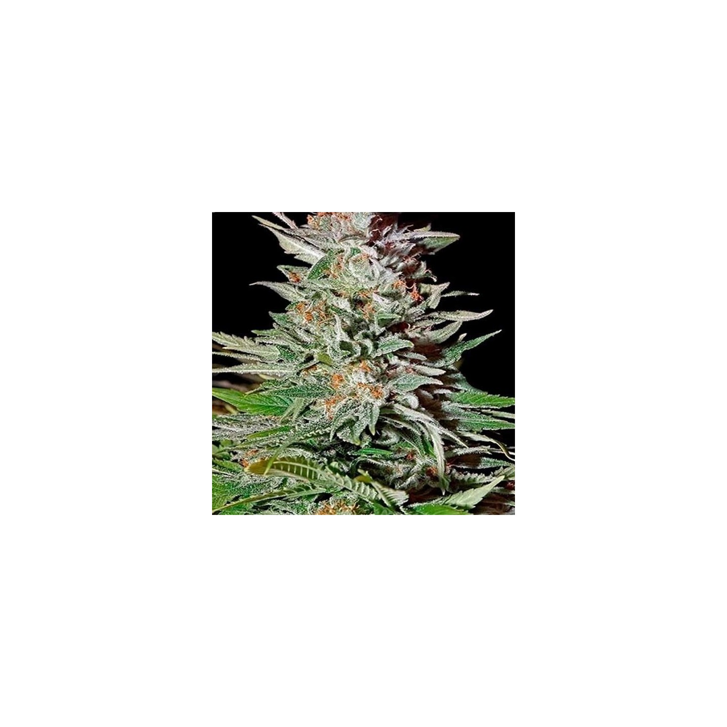 Super Lemon Haze Autofloreciente Feminizada de Original Sensible