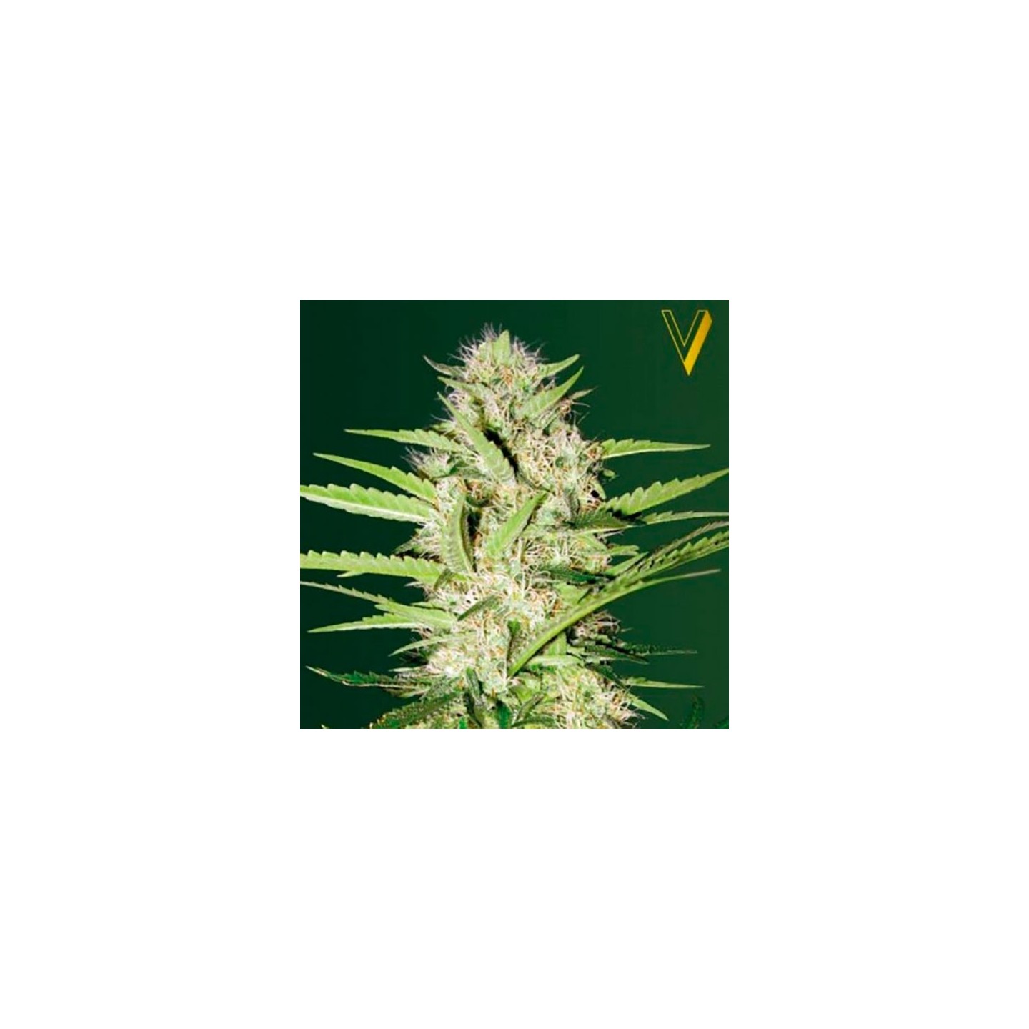 Parmesan Autofloreciente Feminizada de Victory Seeds
