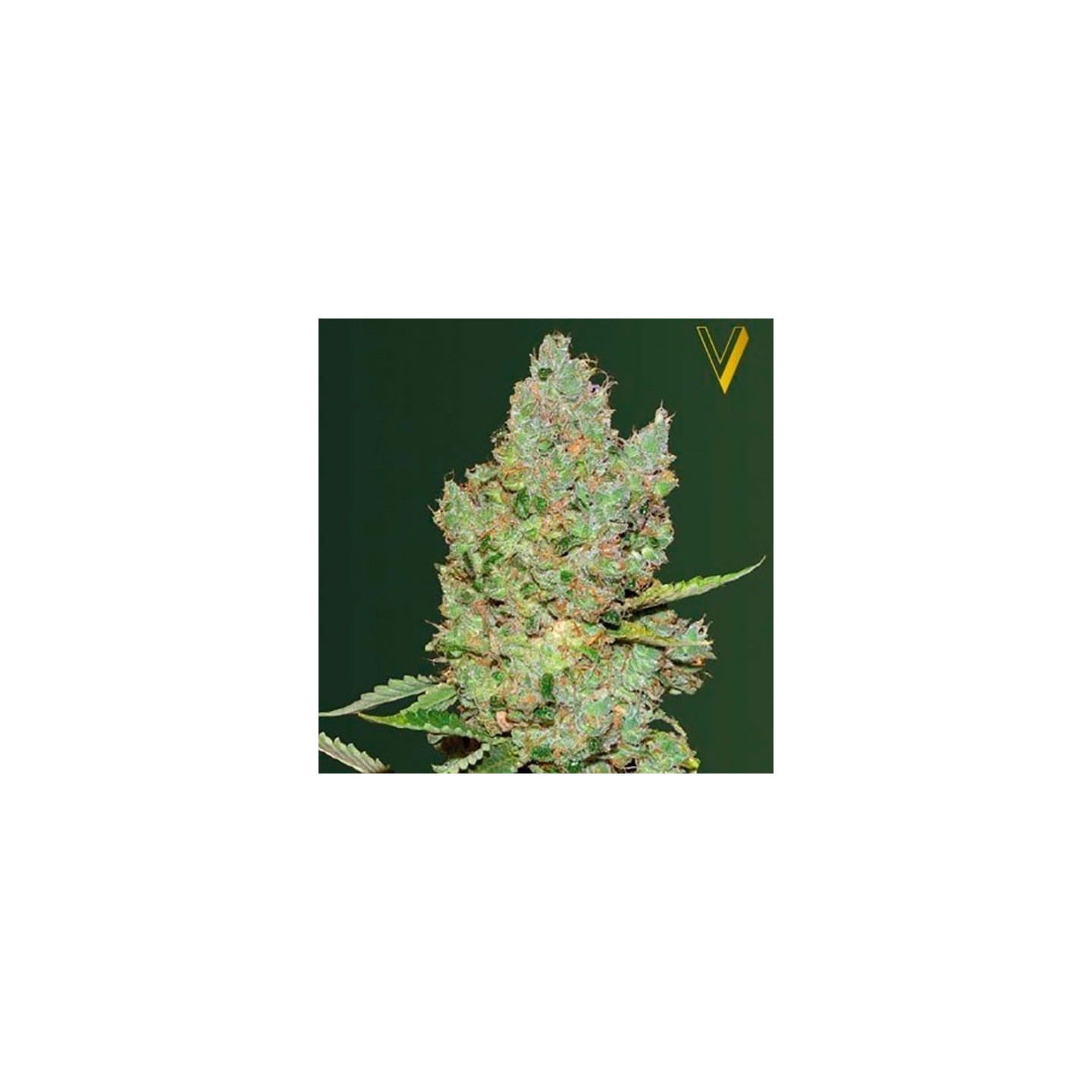 Critical Autofloreciente Feminizada de Victory Seeds