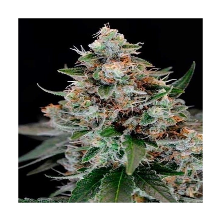 Jilly Bean Regular de Tga-Subcool
