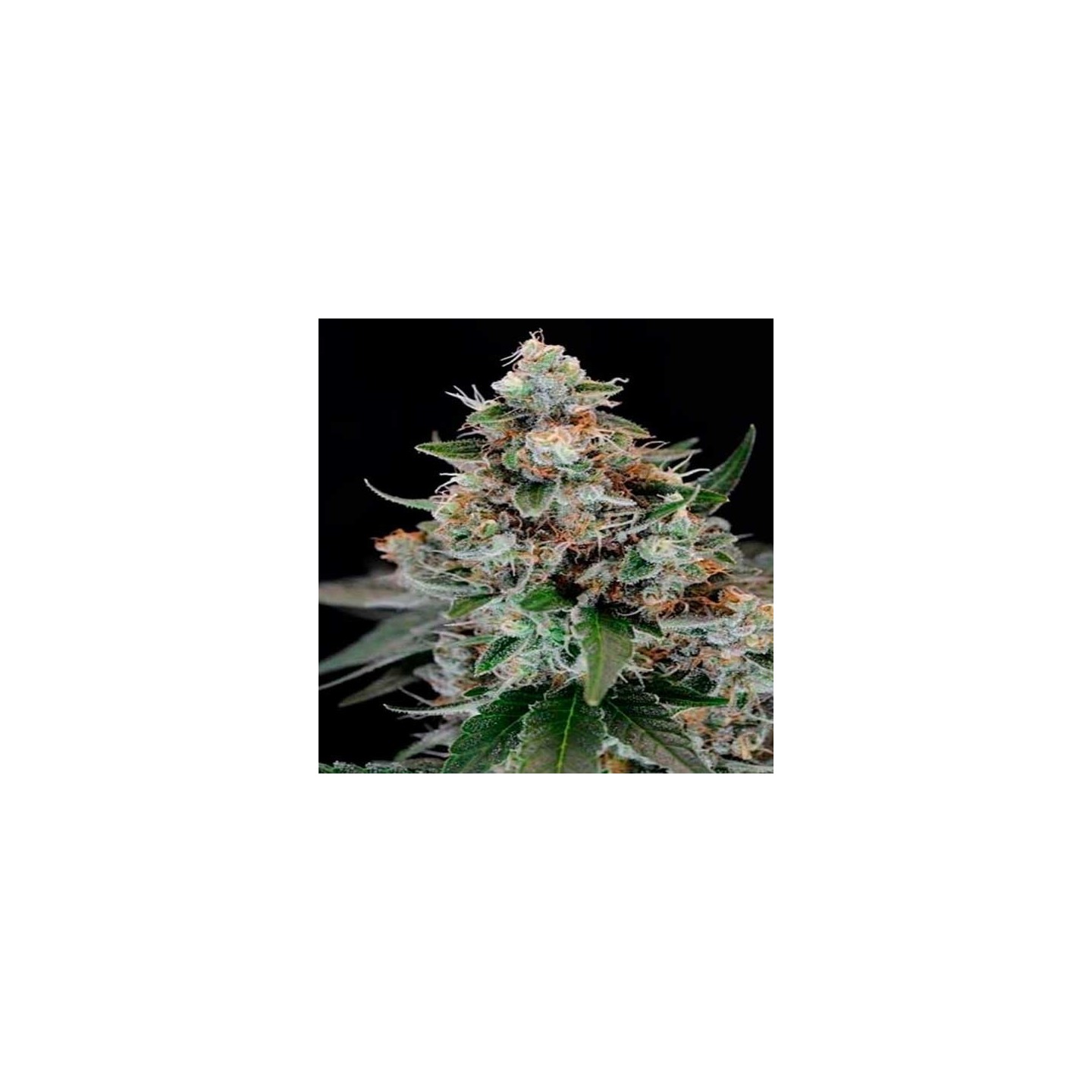 Jilly Bean Regular de Tga-Subcool