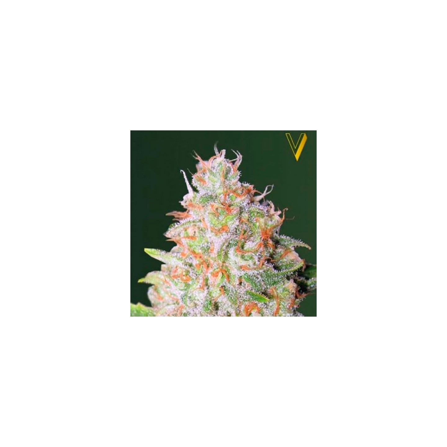 Green Wild Shark Autofloreciente Feminizada de Victory Seeds