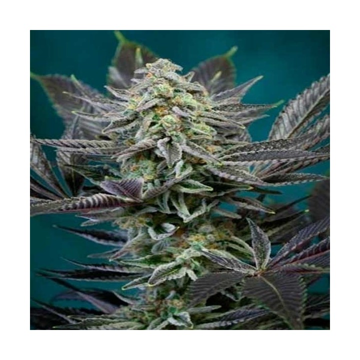 Locomotion Regular de Tga-Subcool