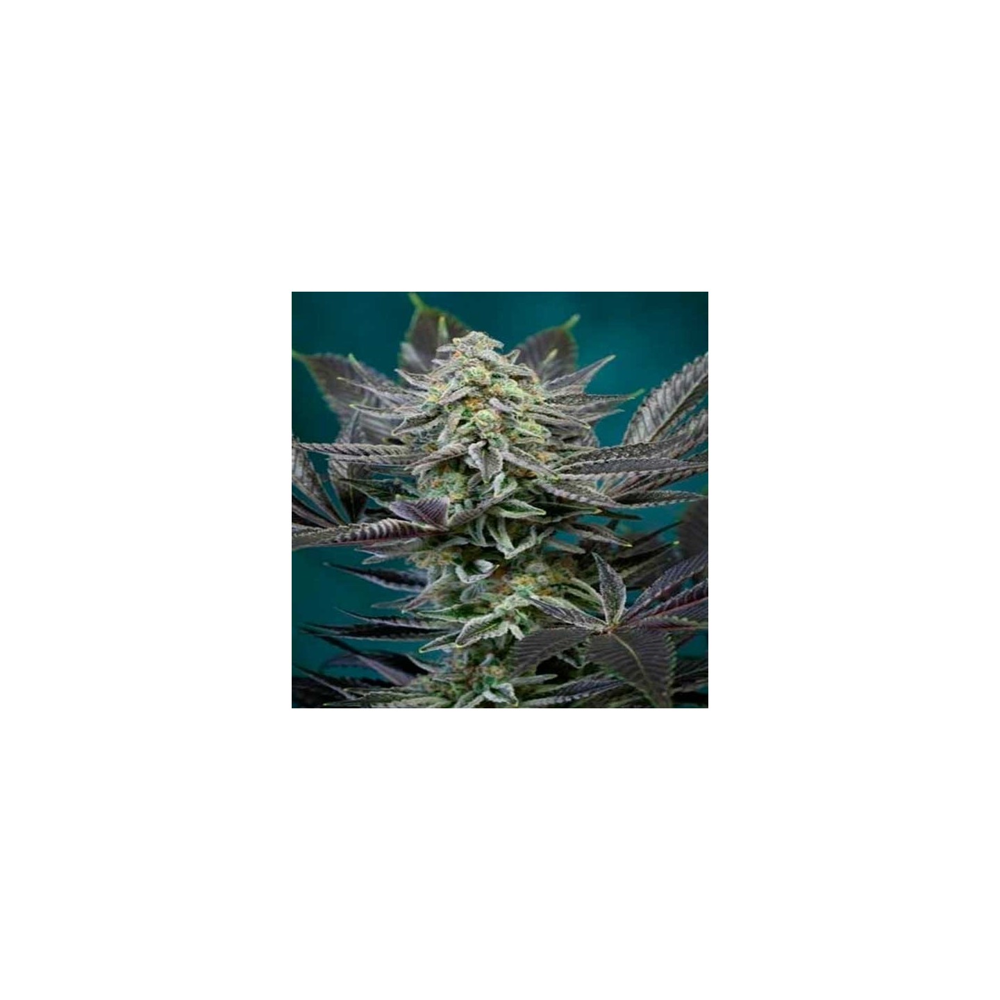 Locomotion Regular de Tga-Subcool