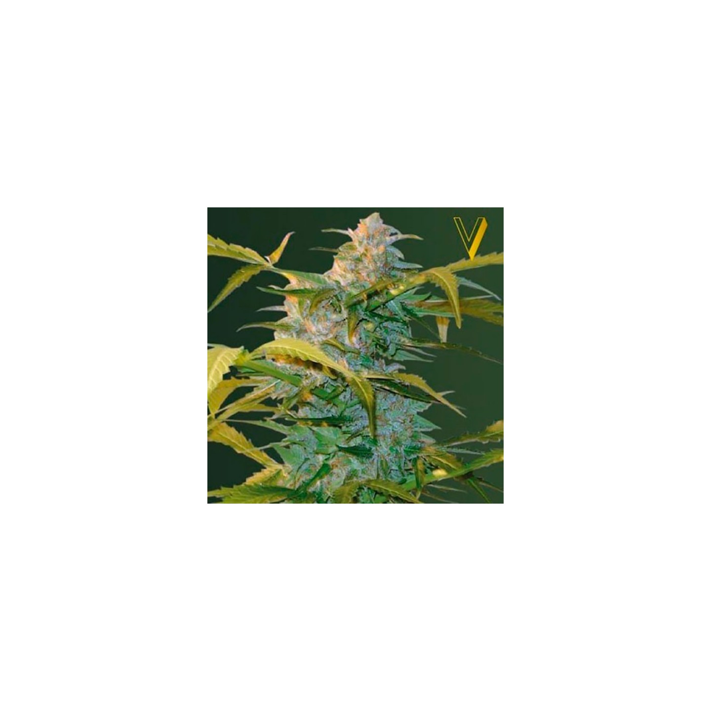 Heaven Autofloreciente Feminizada de Victory Seeds