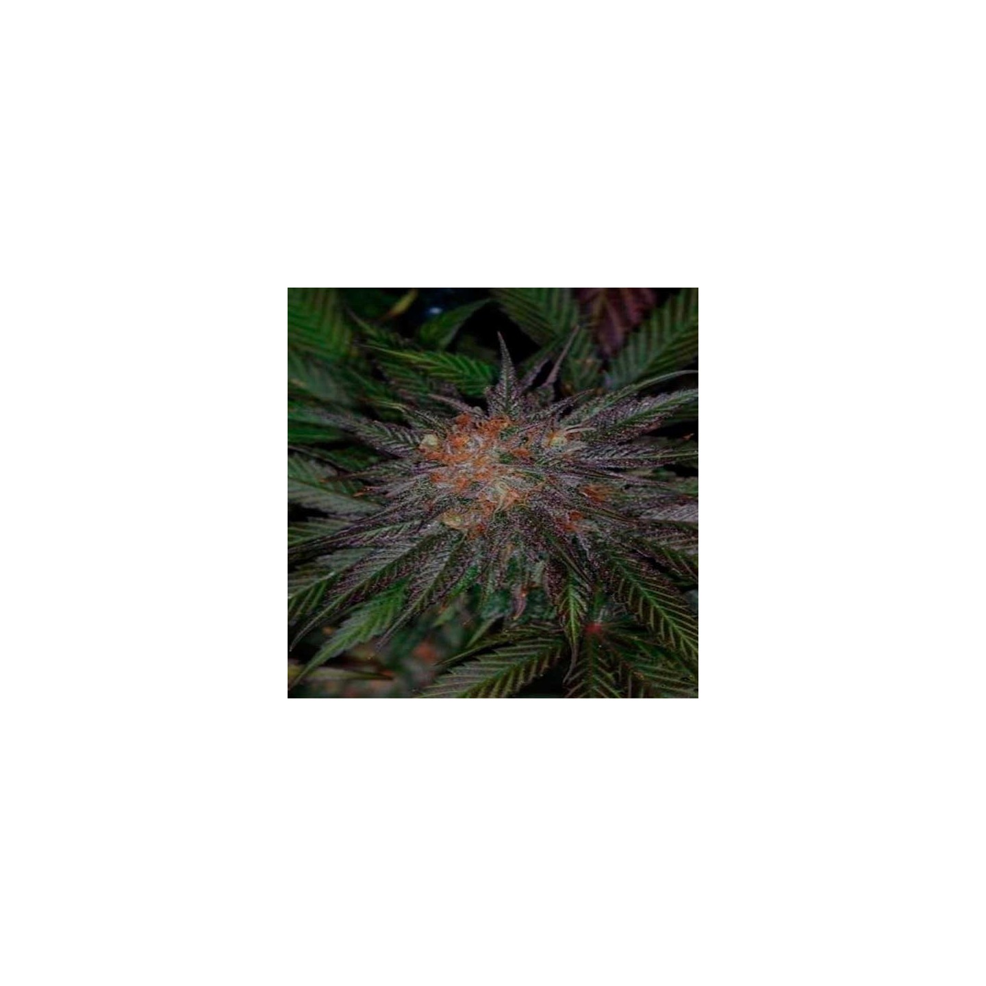 Ripped Bubba Regular de Tga-Subcool