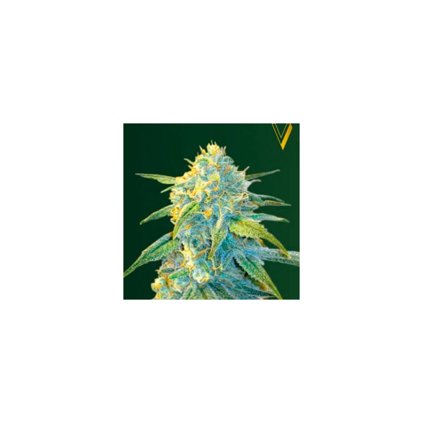 Northern Light Autofloreciente Feminizada de Victory Seeds