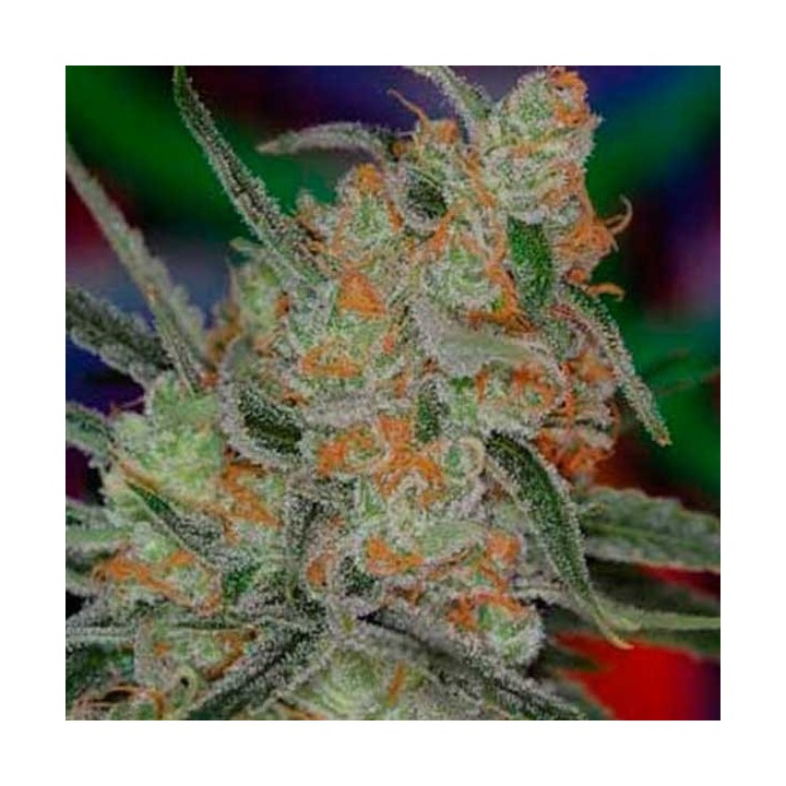 Space BombTga-subcool Regular de Tga-Subcool