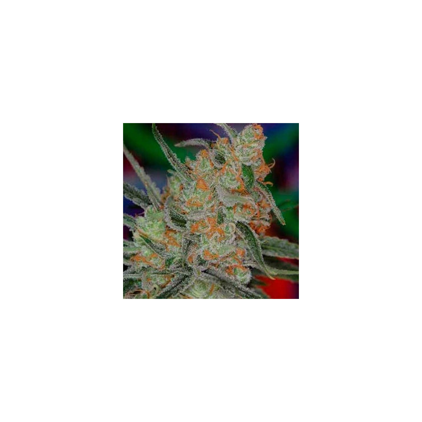 Space BombTga-subcool Regular de Tga-Subcool