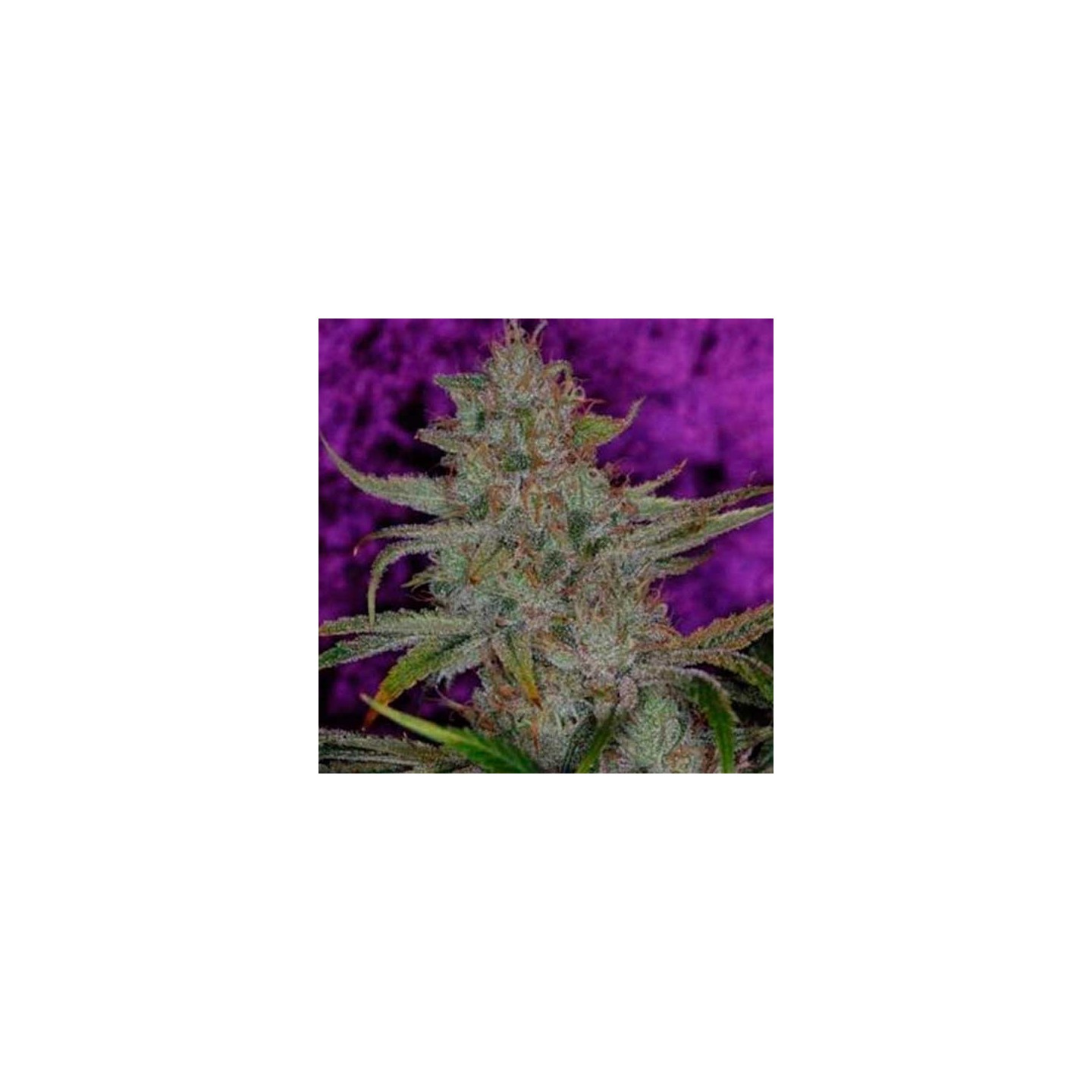 The Flav Regular de Tga-Subcool