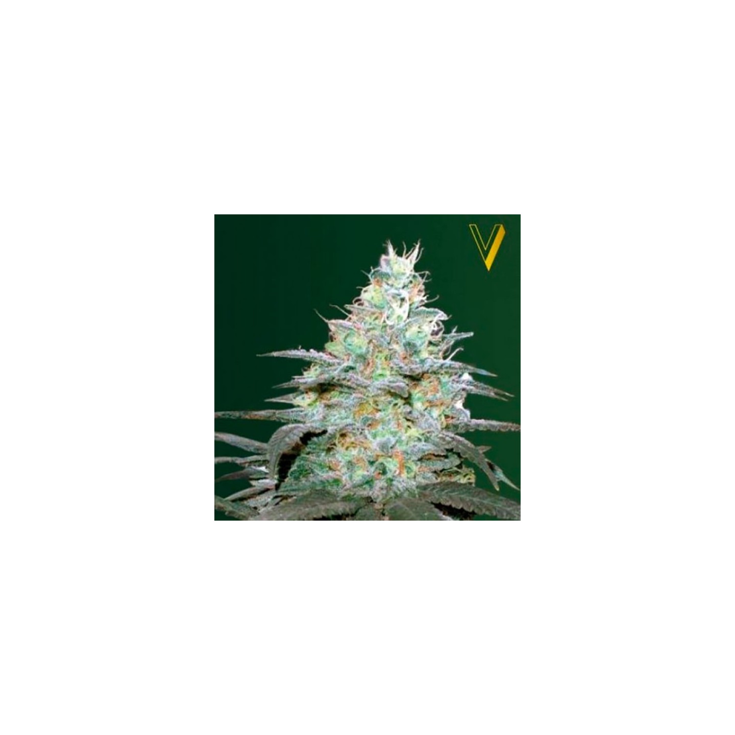 Original Berry Autofloreciente Feminizada de Victory Seeds