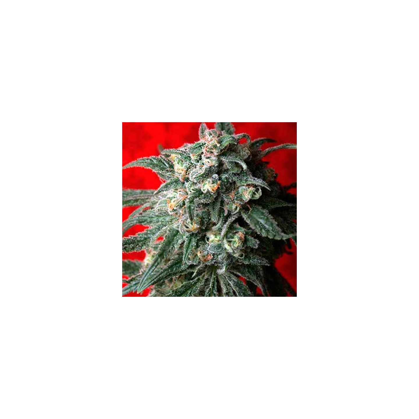 A-train Feminizada de T.H. Seeds