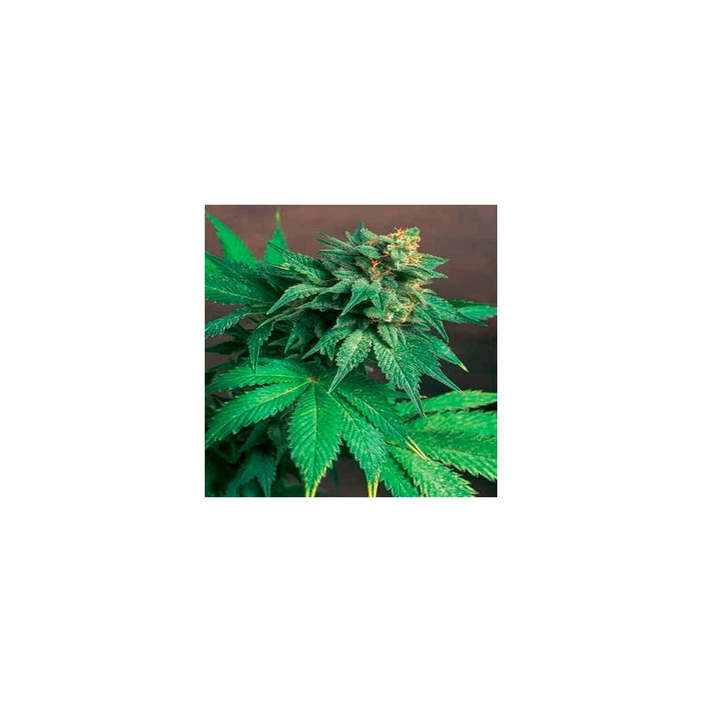 Akorn Feminizada de T.H. Seeds