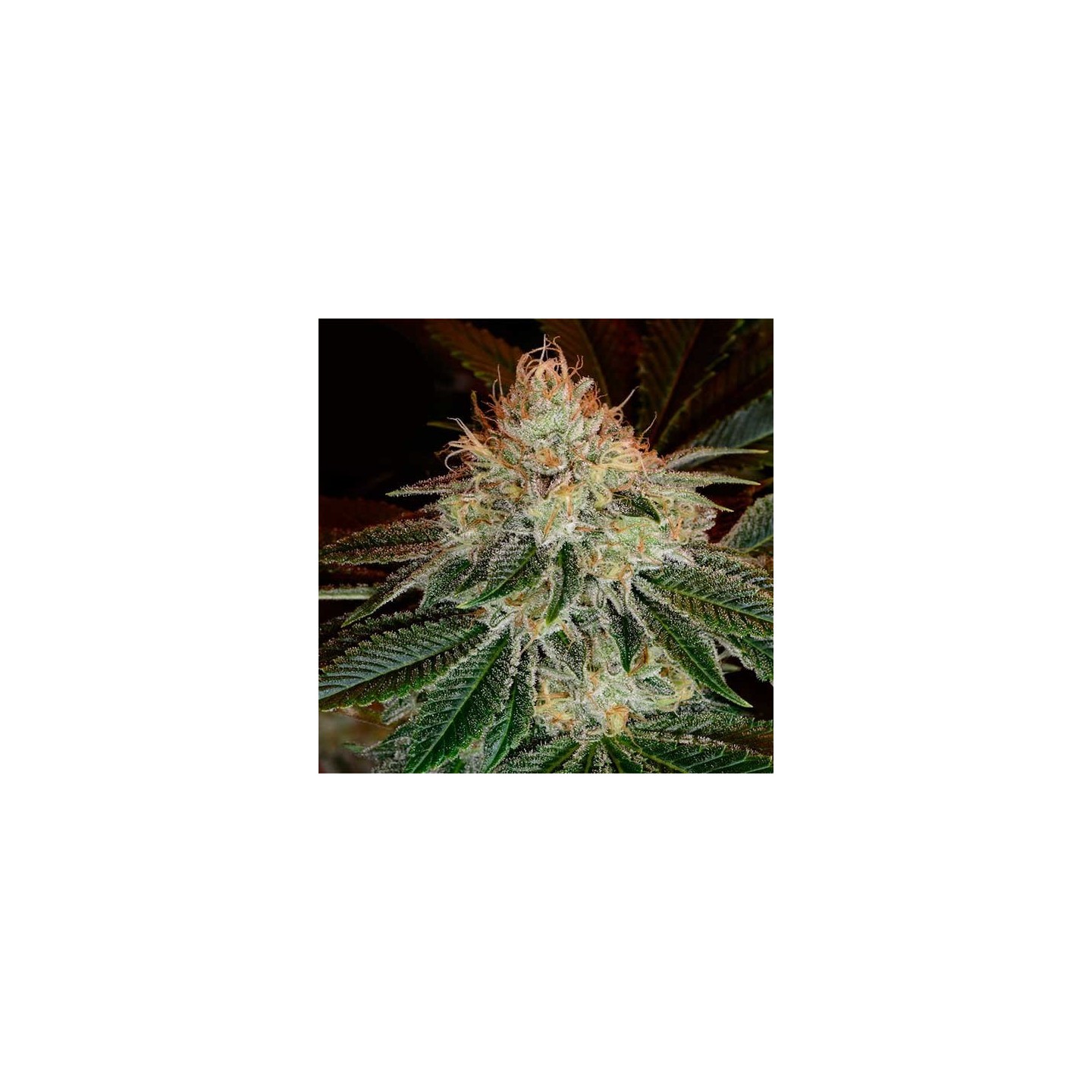 Bubblegum Autofloreciente Feminizada de T.H. Seeds
