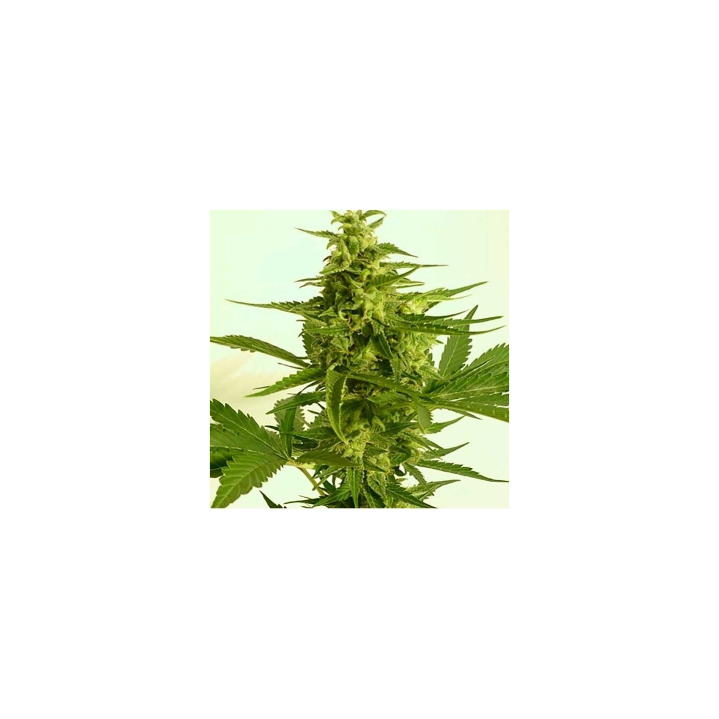 Critical Hog Autofloreciente Feminizada de T.H. Seeds