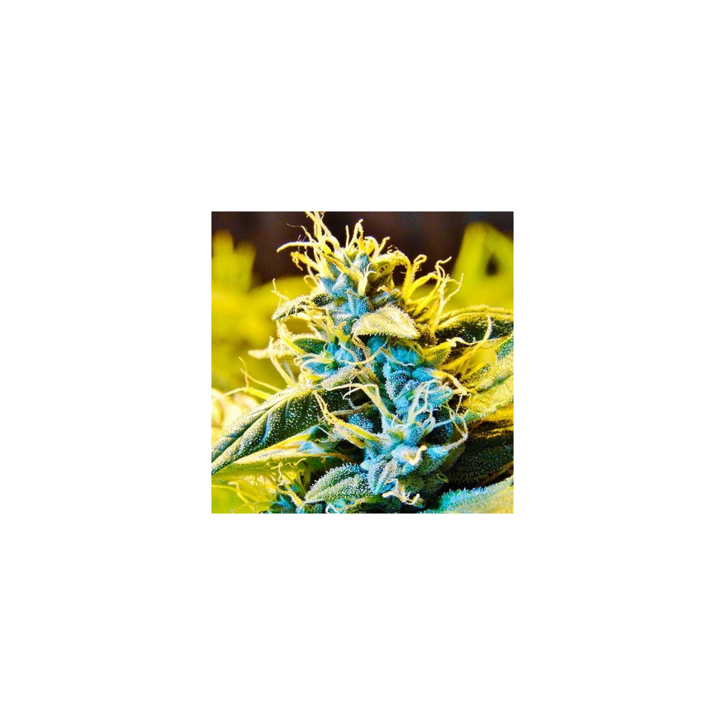 Northern Hog Autofloreciente Feminizada de T.H. Seeds