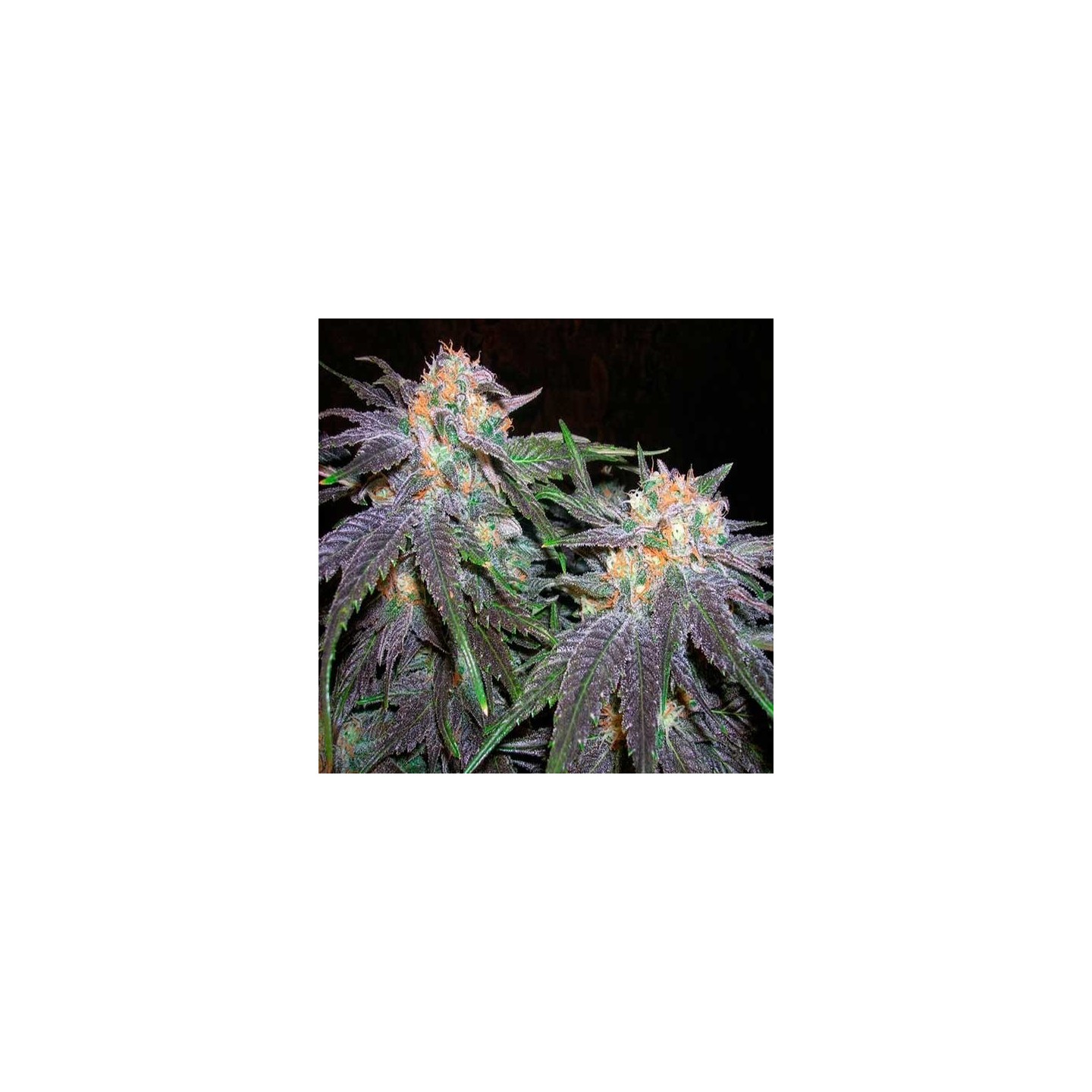 Bubblegum Feminizada de T.H. Seeds