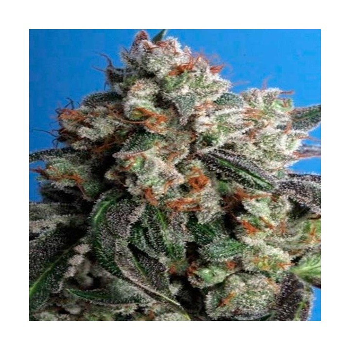 Burmese Kush Feminizada de T.H. Seeds