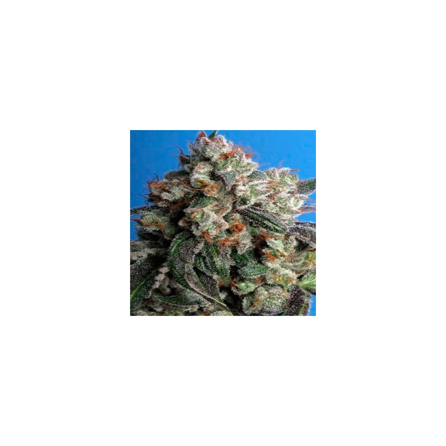 Burmese Kush Feminizada de T.H. Seeds