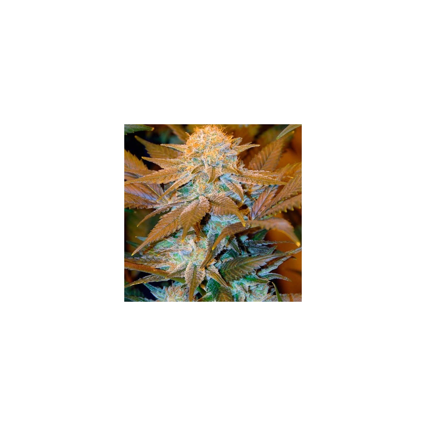 Critical Hog Feminizada de T.H. Seeds