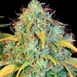Dawg Star Feminizada de T.H. Seeds