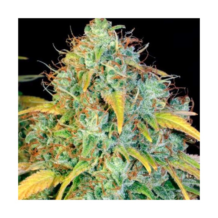 Dawg Star Feminizada de T.H. Seeds