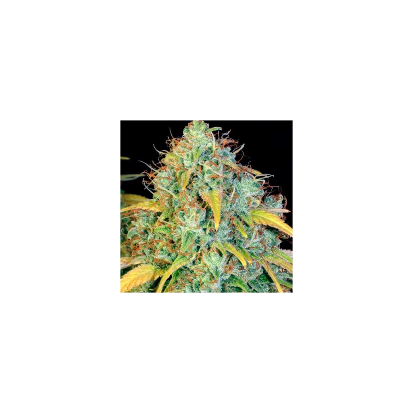 Dawg Star Feminizada de T.H. Seeds