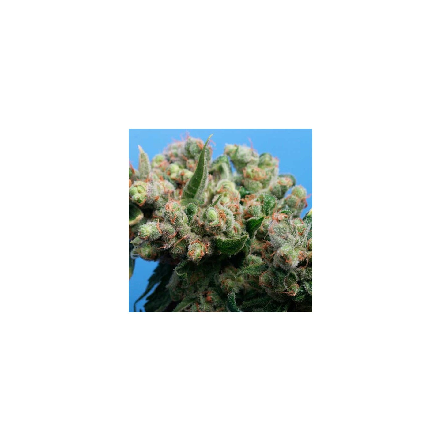 Kushage Feminizada de T.H. Seeds