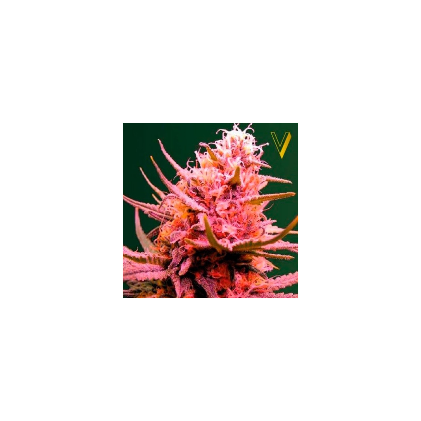 Seemango Autofloreciente Feminizada de Victory Seeds