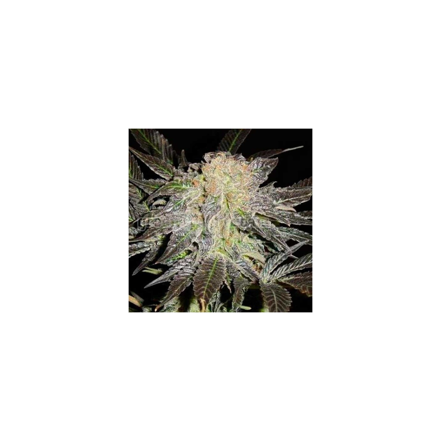 Mendocino Madness Regular de T.H. Seeds