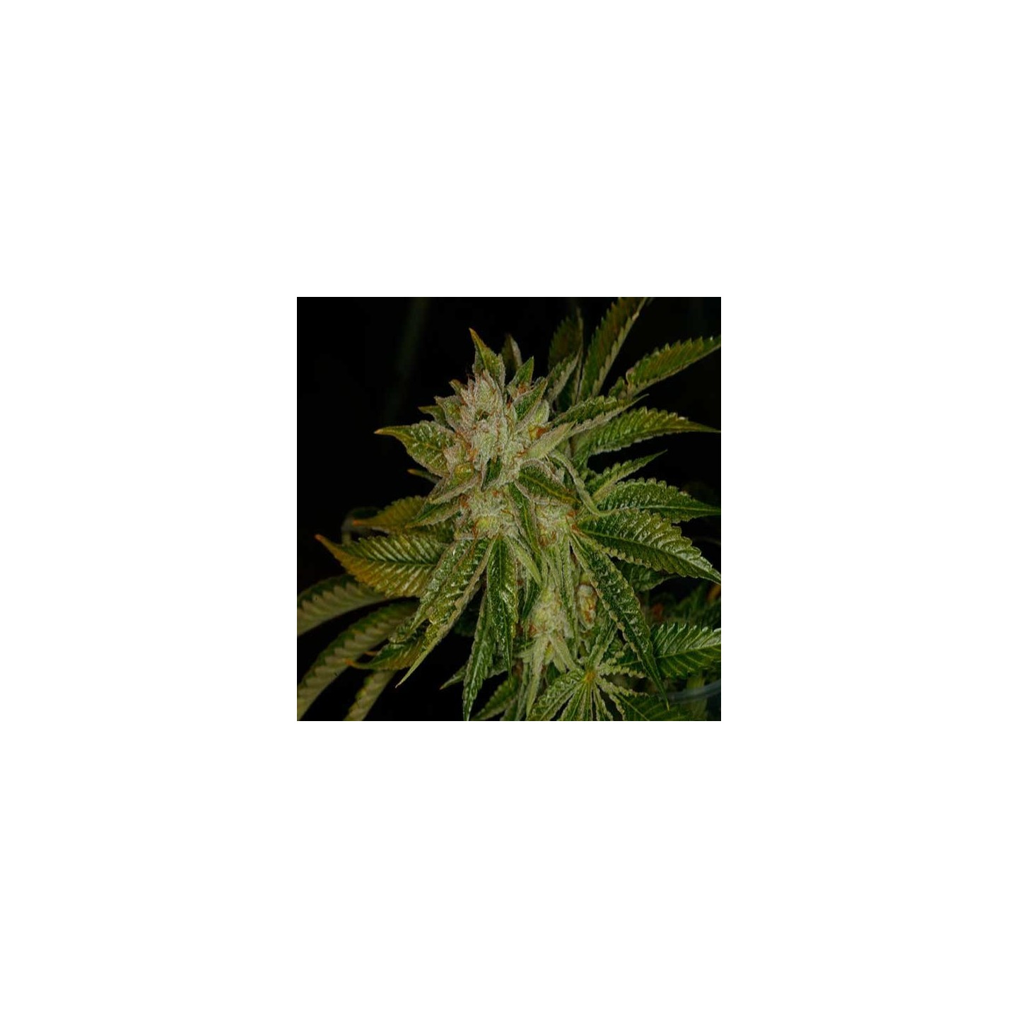 Mk Ultra Feminizada de T.H. Seeds