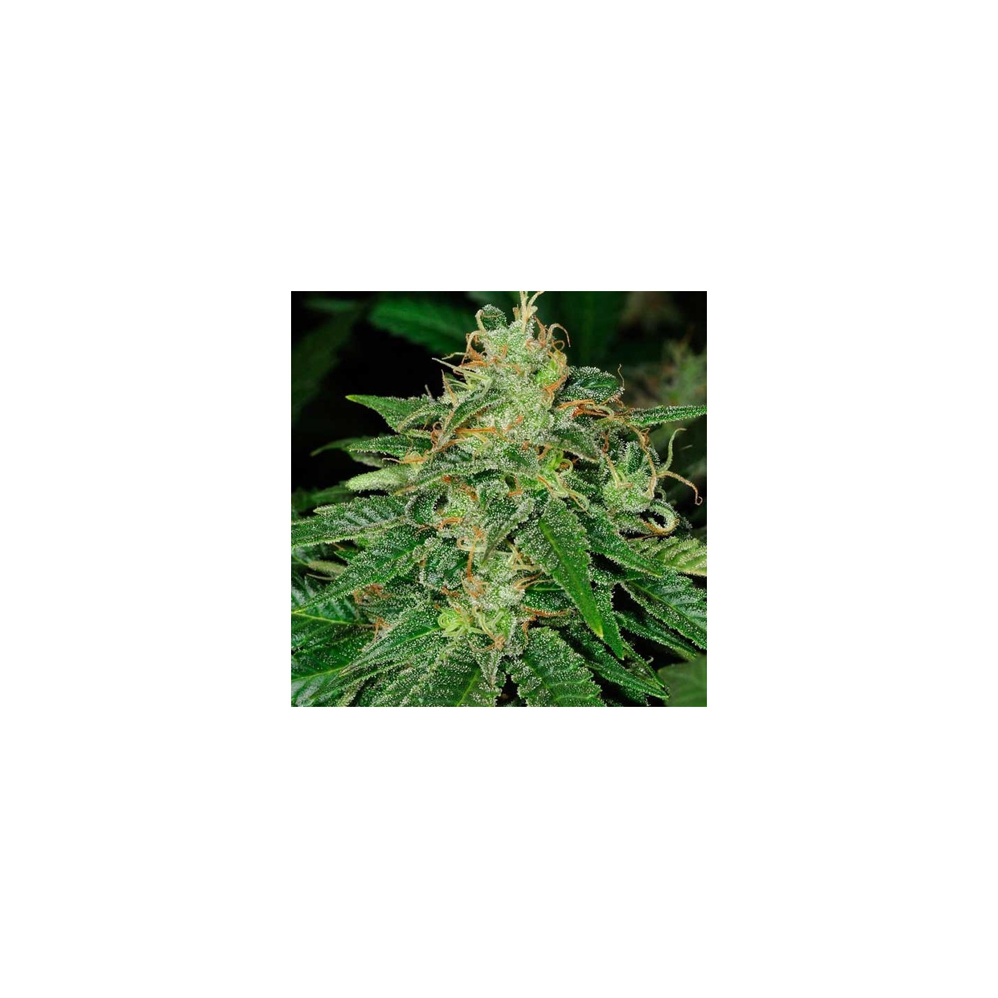 S.A.G.E Feminizada de T.H. Seeds