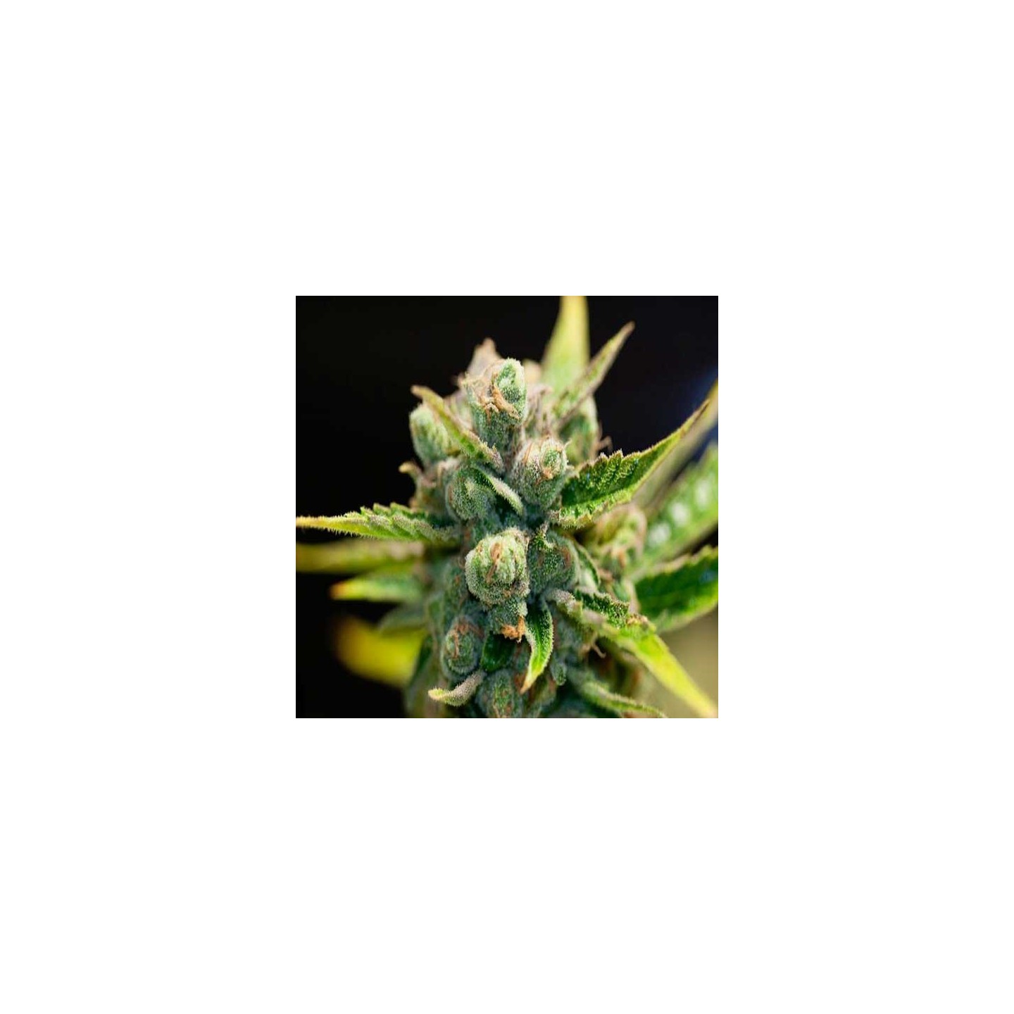 Sage'n Sour Feminizada de T.H. Seeds