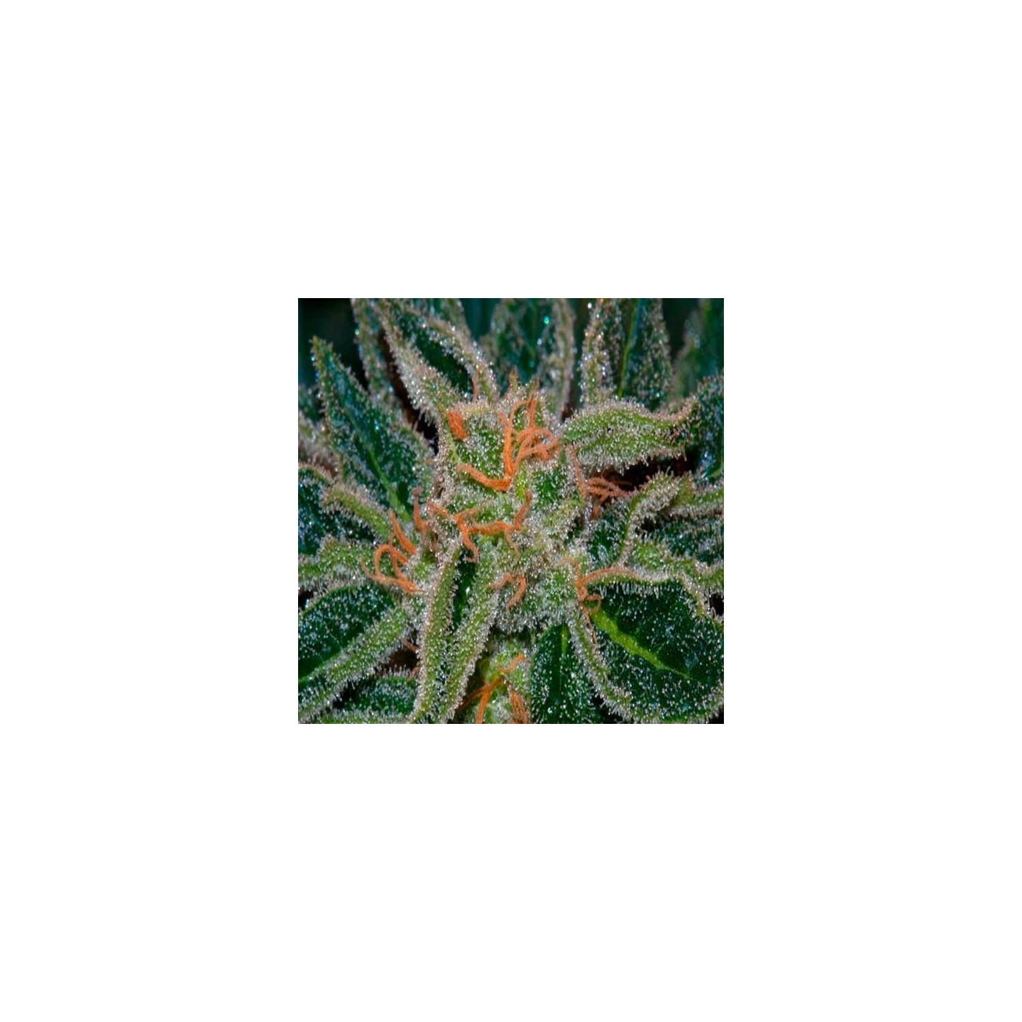 Skunk XXX Regular de T.H. Seeds