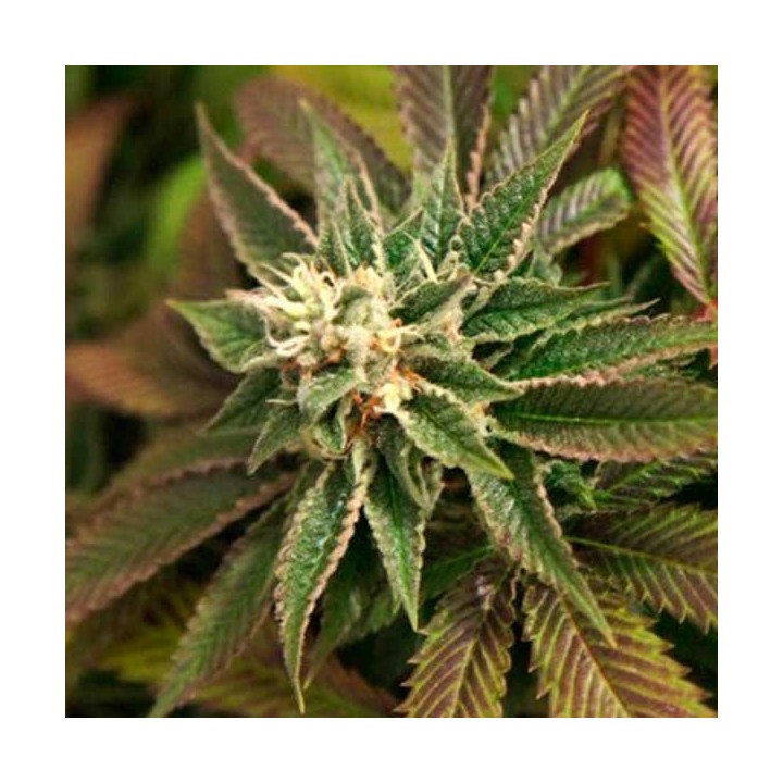 Skunkage Regular de T.H. Seeds