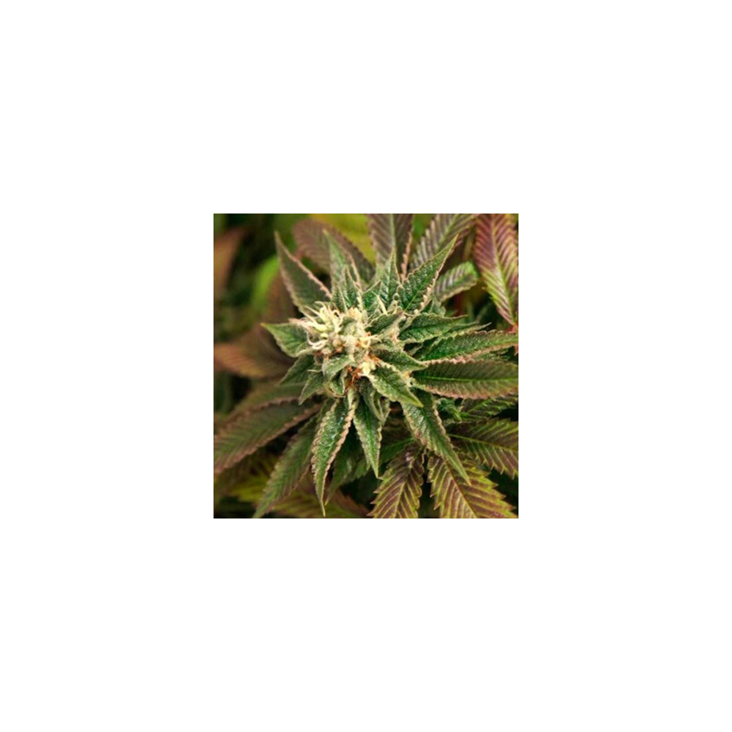 Skunkage Regular de T.H. Seeds