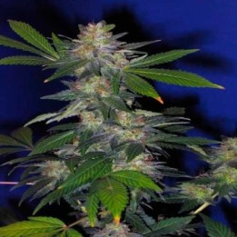 The Hog Regular de T.H. Seeds