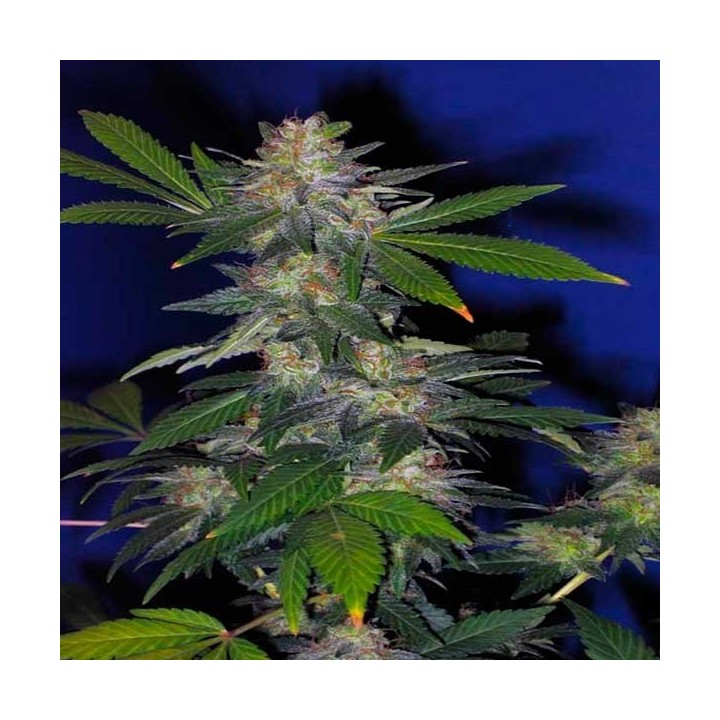 The Hog Regular de T.H. Seeds