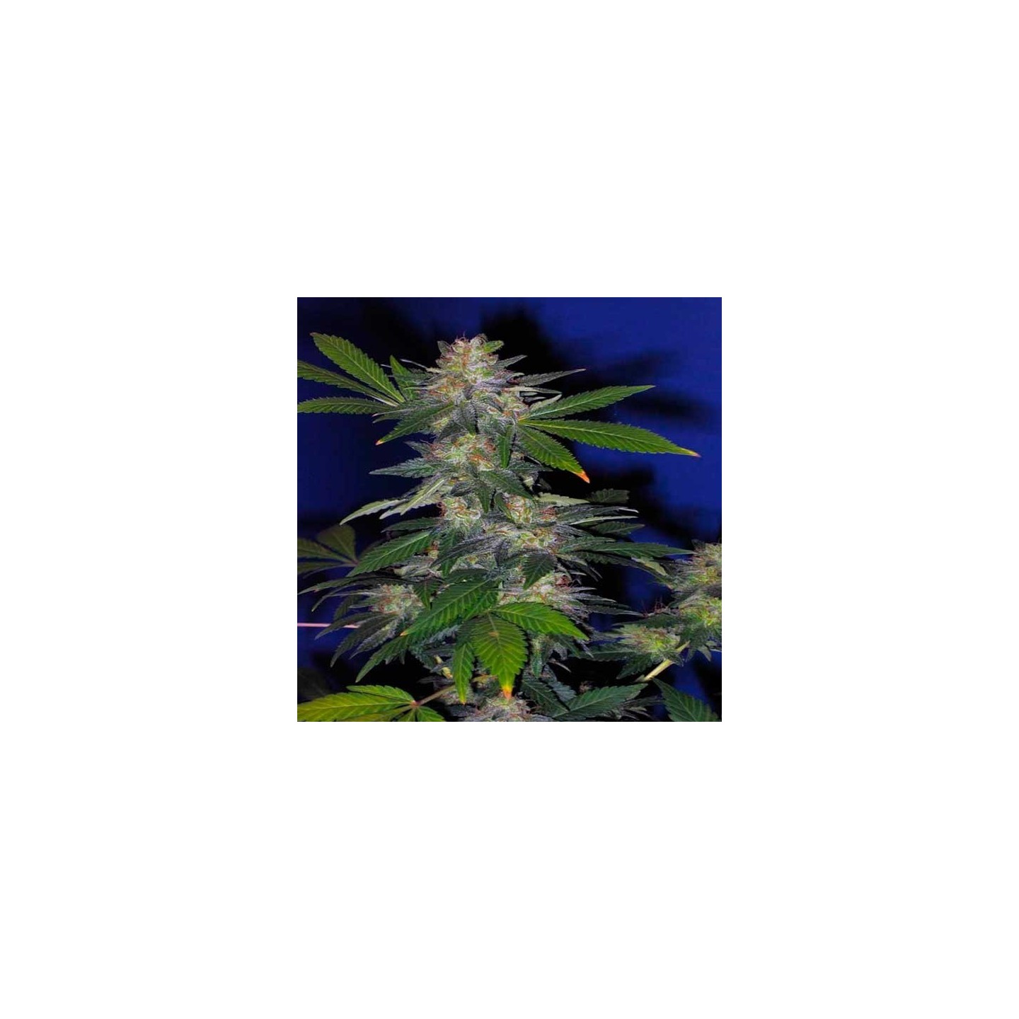 The Hog Regular de T.H. Seeds